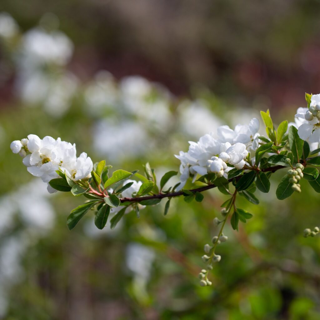 Exochorda x macrantha ‘The Bride’ Pearlbush Tree 5038838065545 2